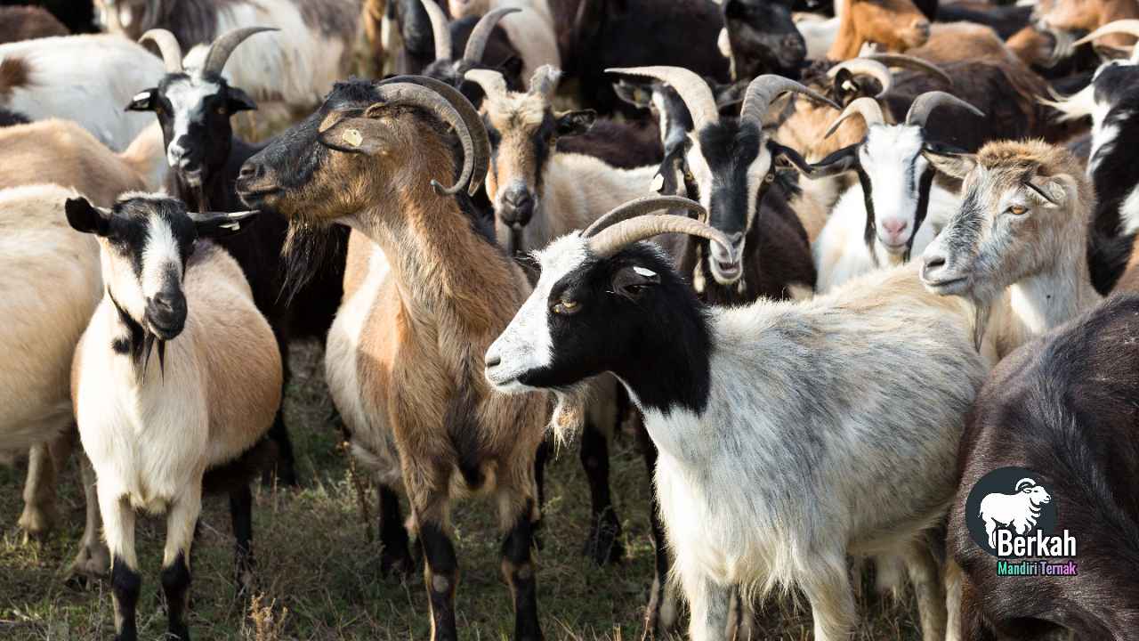 Jual kambing Koja Jakarta Selatan: pusat ternak terpercaya