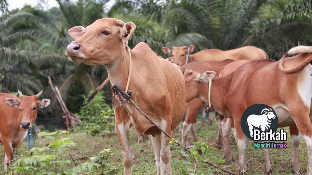 Jual sapi Depok terdekat berkualitas tinggi langsung dari peternak
