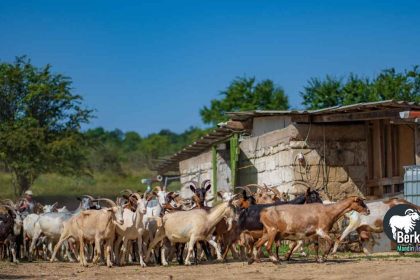 Jual kambing Serang Banten: Terpercaya sejak tahun 2000