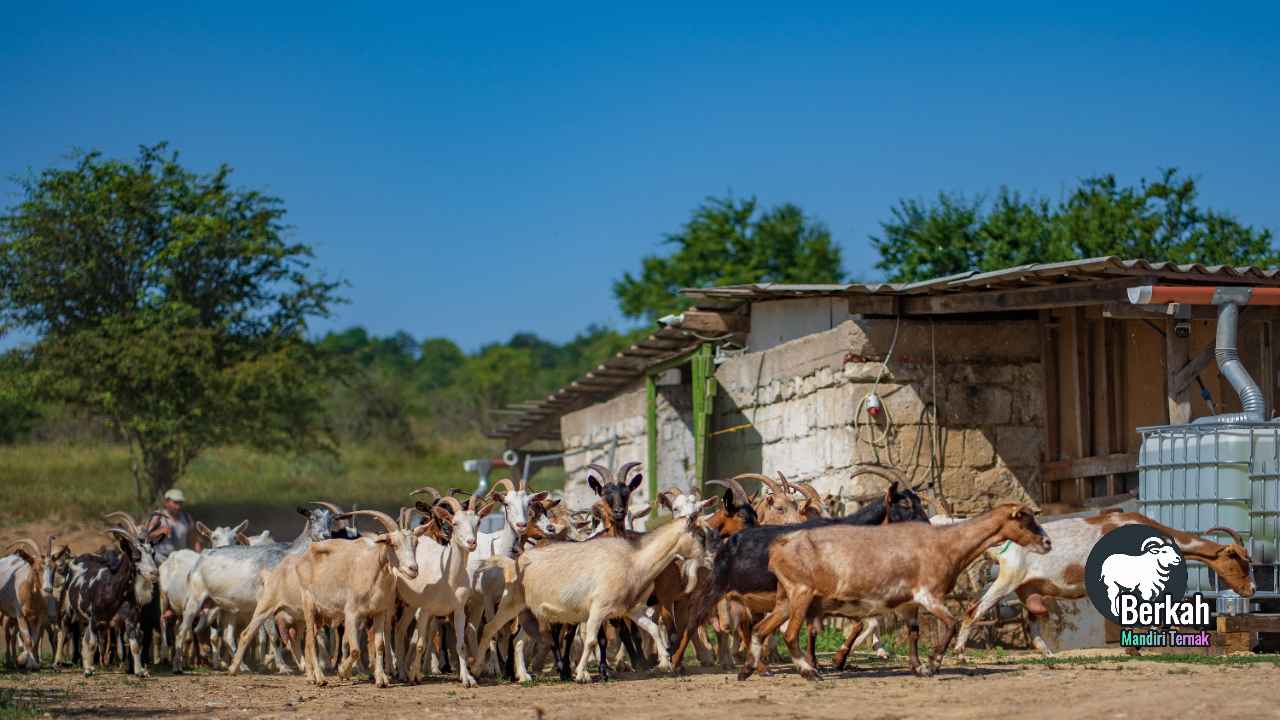 Jual kambing Serang Banten: Terpercaya sejak tahun 2000