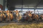 Jual sapi Depok terdekat berkualitas tinggi langsung dari peternak