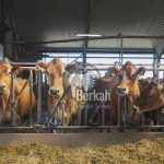 Jual sapi Depok terdekat berkualitas tinggi langsung dari peternak