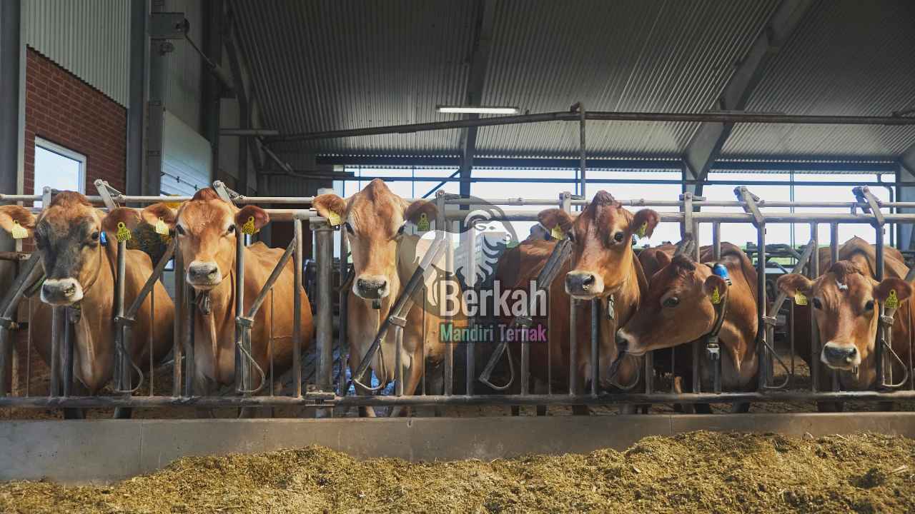 Jual sapi Depok terdekat berkualitas tinggi langsung dari peternak