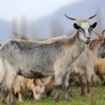 Jual Kambing Karawang bibit unggul untuk aqiqah dan qurban
