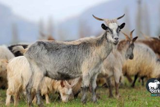 Jual Kambing Karawang bibit unggul untuk aqiqah dan qurban