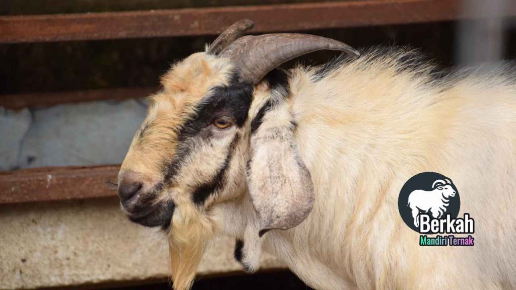Jual Beli Kambing Pejantan Pilihan