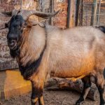 Peternakan kambing Jakarta harga murah langsung dari kandang