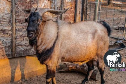 Peternakan kambing Jakarta harga murah langsung dari kandang