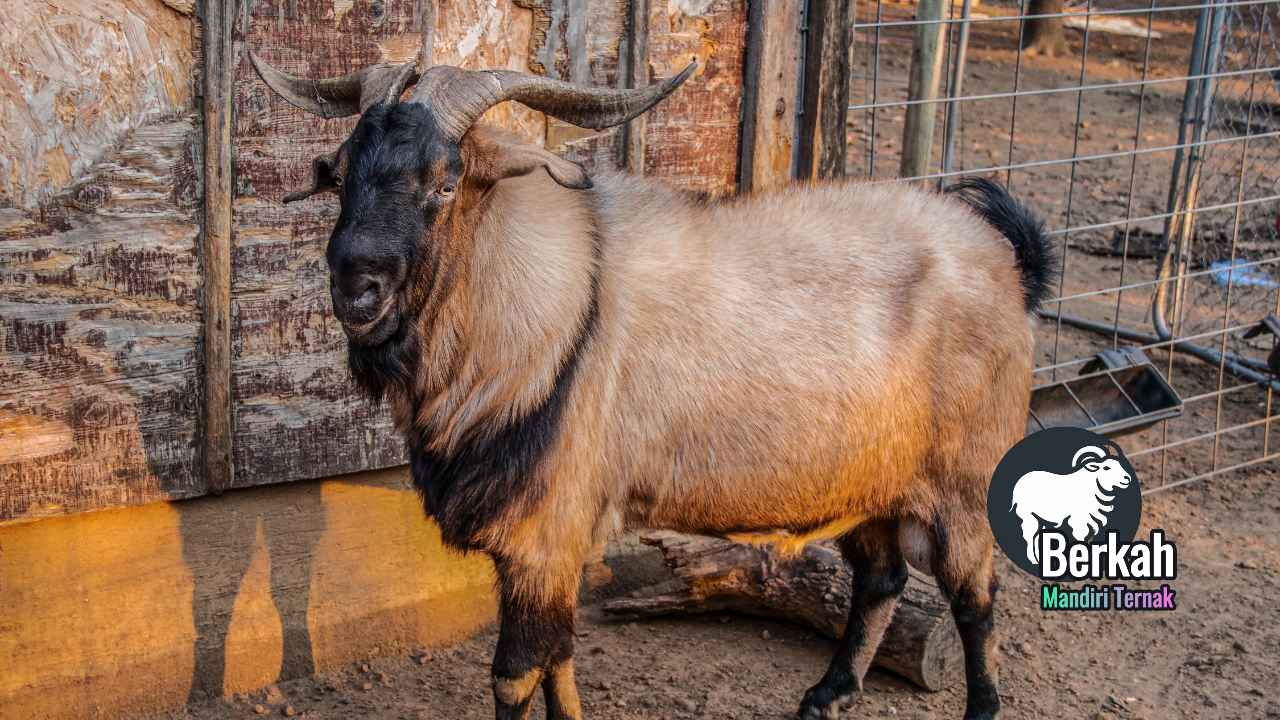 Peternakan kambing Jakarta harga murah langsung dari kandang