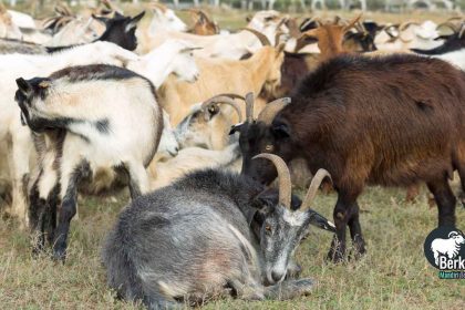 Jual kambing Cibinong Bogor kualitas super, bebas penyakit