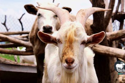 Jual Kambing Qurban Cilandak Jakarta Selatan Murah 2025