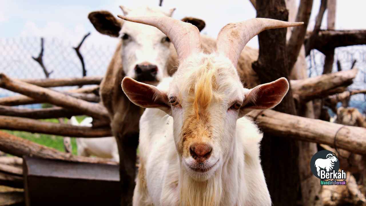 Jual Kambing Qurban Cilandak Jakarta Selatan Murah 2025
