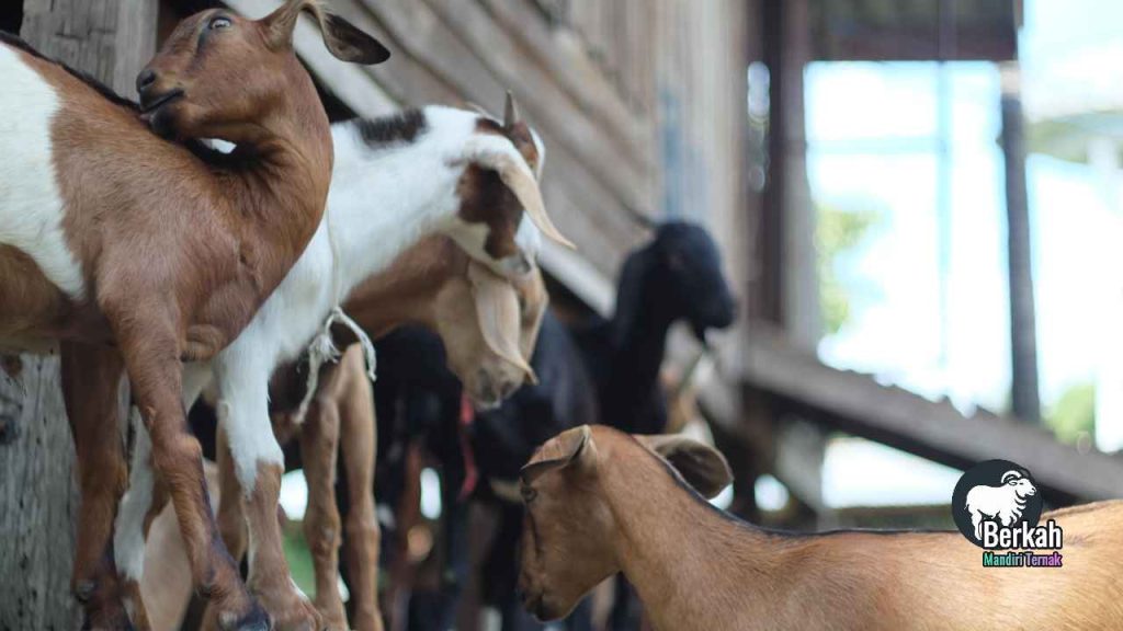 Jual Kambing Kranji Bekasi Barat Kualitas Super