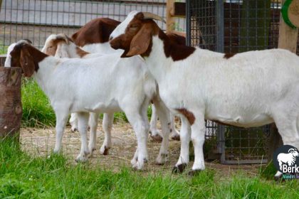Jual Kambing Gambir Jakarta Pusat: Kualitas Terbaik Terpercaya