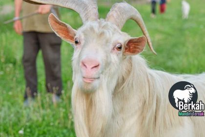 Peternakan kambing terdekat Bekasi jual bibit unggul.