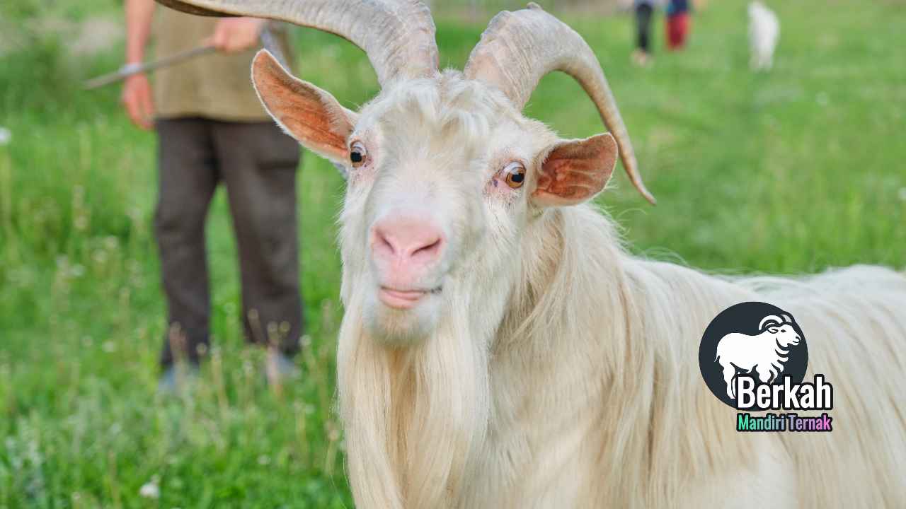 Peternakan kambing terdekat Bekasi jual bibit unggul.