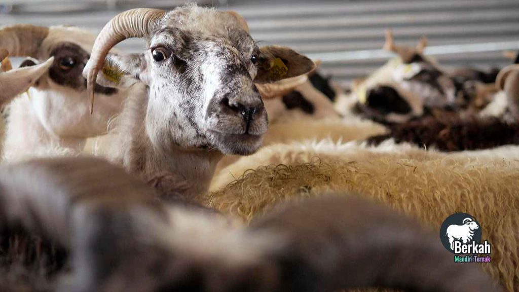 Jual Kambing Babelan Bekasi: Harga Terbaru 2025