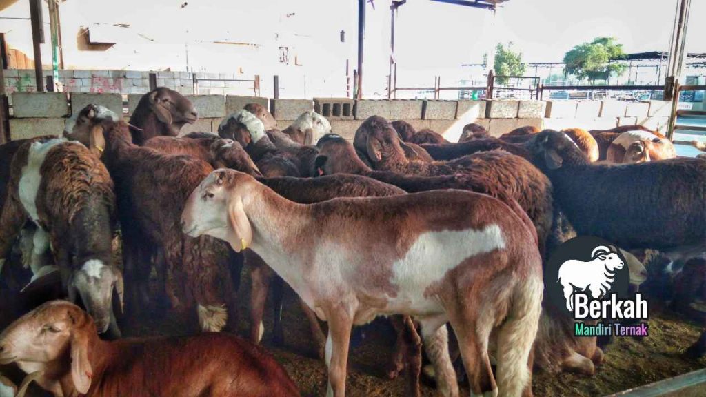 Peternakan Kambing Modern di Indonesia:Peluang Bisnis Menjanjikan