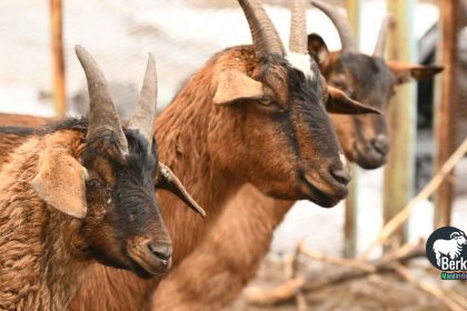 Jual Kambing Jatinegara Jakarta Timur: Harga Terbaru Kurban 2026