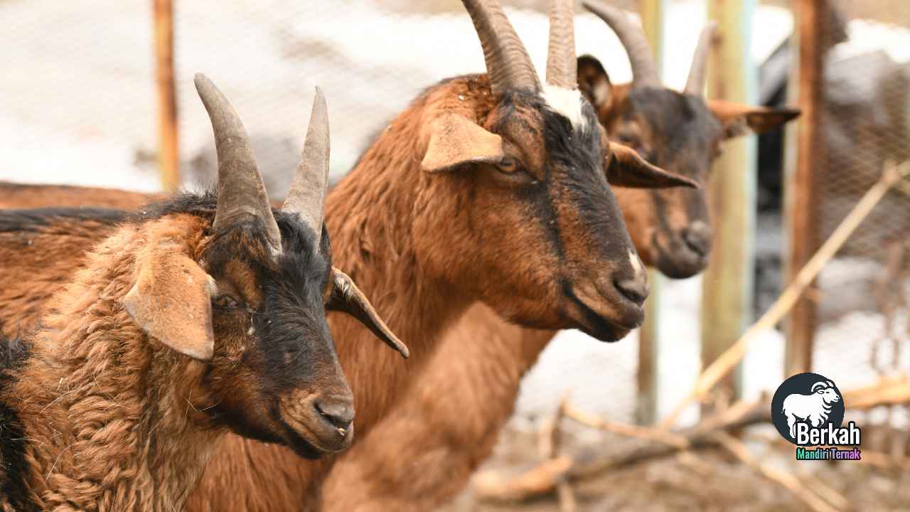 Jual Kambing Jatinegara Jakarta Timur: Harga Terbaru Kurban 2026