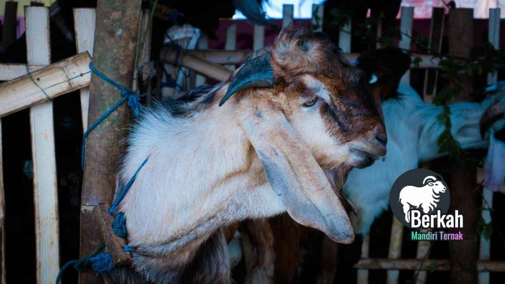 Jual kambing Cinere Depok murah berkualitas tinggi