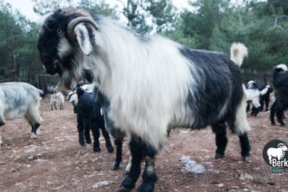 Jual Kambing Kalideres Jakarta Barat: Harga Terbaik Hari Ini