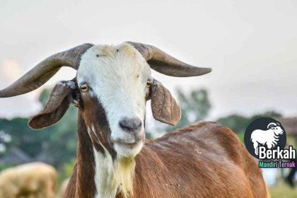 Peternakan kambing modern di Indonesia: peluang bisnis menjanjikan