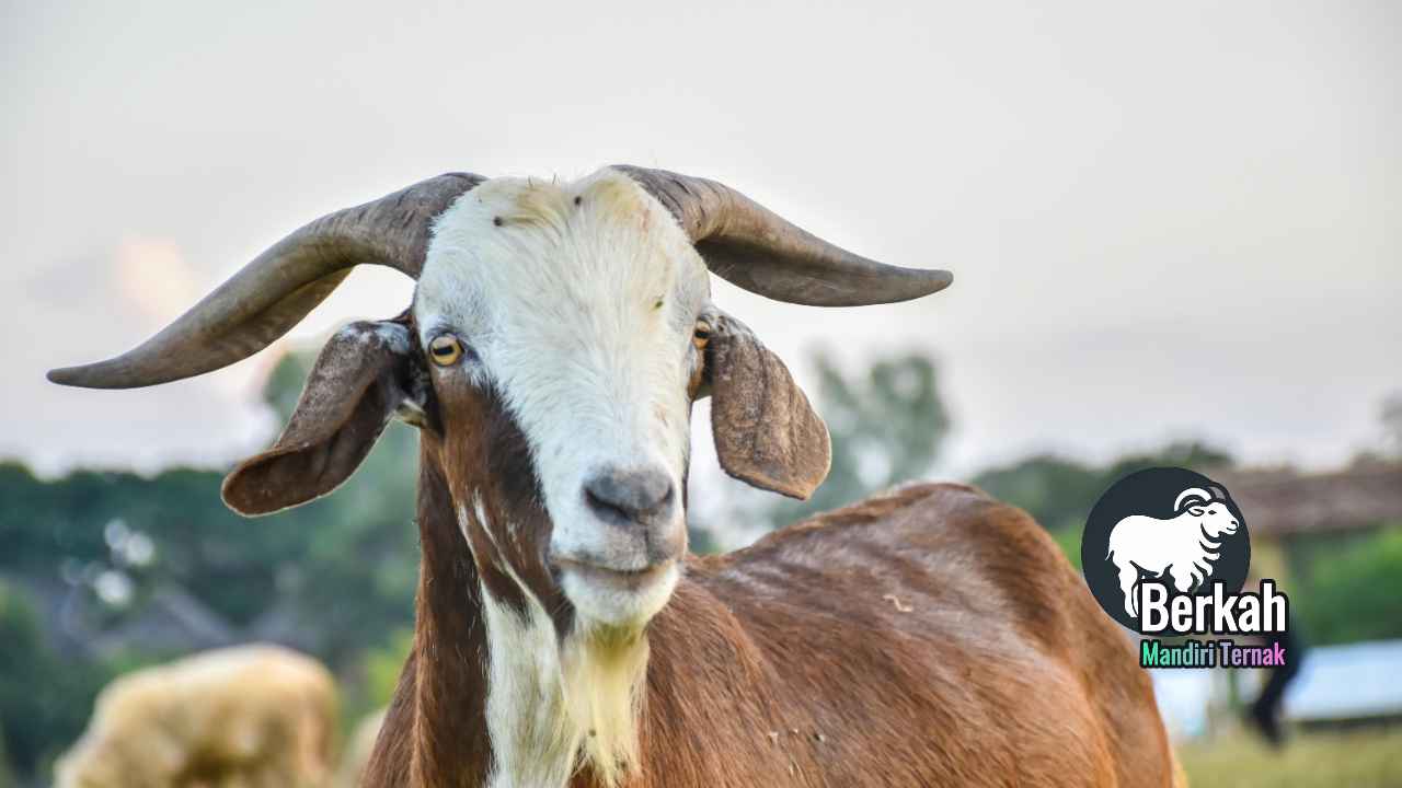 Peternakan kambing modern di Indonesia: peluang bisnis menjanjikan