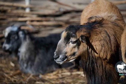 Jual kambing Karawaci Tangerang sehat dan gemuk