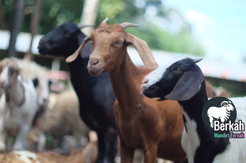 Cara ternak kambing pemula: panduan lengkap budidaya modern