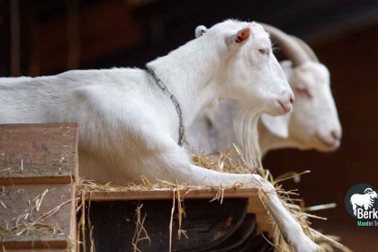 Jual kambing Batuceper Tangerang: Harga terbaru 2025