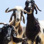 Jual Kambing Setu Bekasi: Harga Terbaru 2025