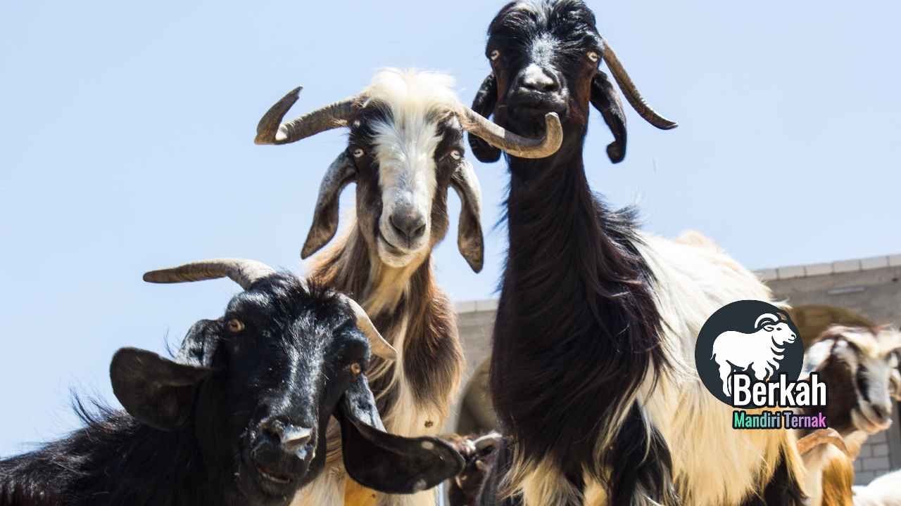 Jual Kambing Setu Bekasi: Harga Terbaru 2025