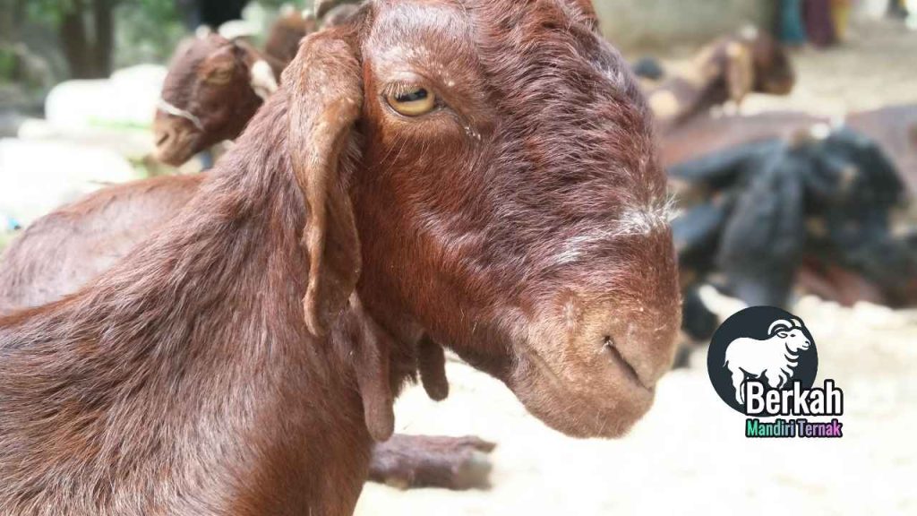 Jual Beli Kambing Indukan Produktif