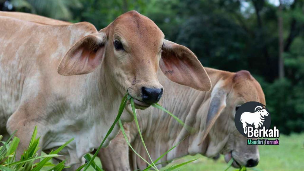 Jual sapi Setu Bekasi: Gratis ongkir area Jabodetabek