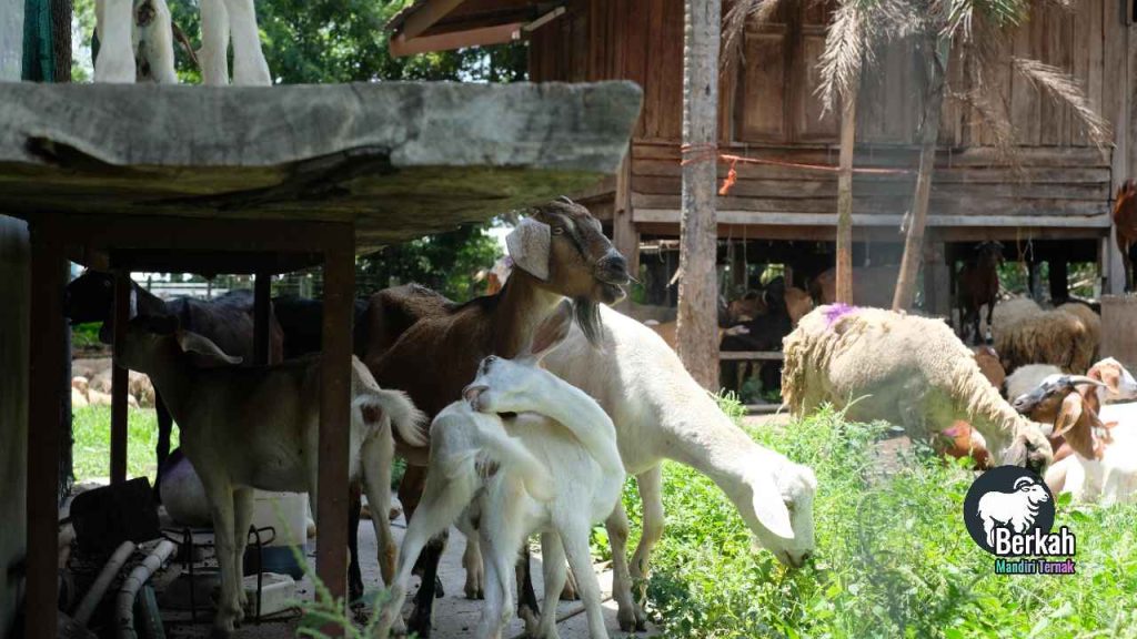 Jual kambing Cibitung Bekasi harga terjangkau stok lengkap