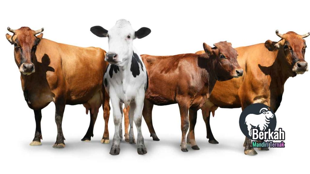 Jual sapi Cibinong Bogor harga murah kualitas super