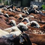 Jual kambing Cibitung Bekasi harga terjangkau stok lengkap