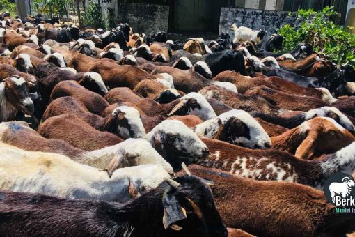 Jual kambing Cibitung Bekasi harga terjangkau stok lengkap