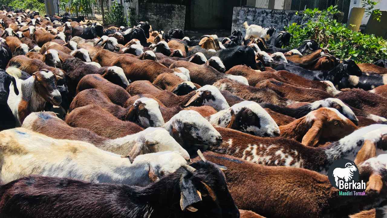 Jual kambing Cibitung Bekasi harga terjangkau stok lengkap