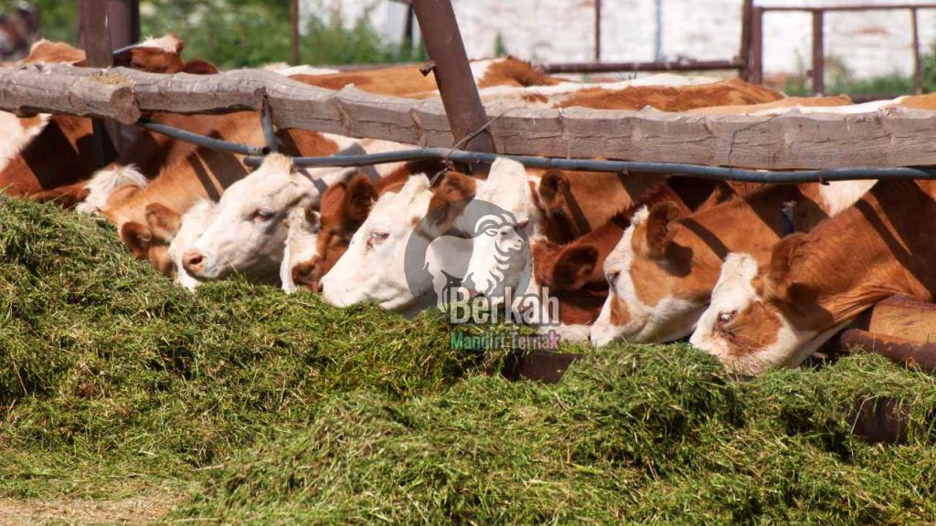 Jual sapi Depok terdekat berkualitas tinggi langsung dari peternak