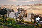 Jual sapi Cibinong Bogor harga murah kualitas super