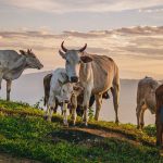 Jual sapi Cibinong Bogor harga murah kualitas super