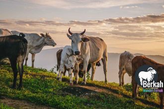 Jual sapi Cibinong Bogor harga murah kualitas super