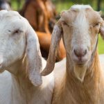 Jual kambing Cakung Jakarta Timur: Harga murah & pilihan terlengkap