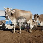 Jual sapi kurban Kalideres Jakarta Barat harga petani