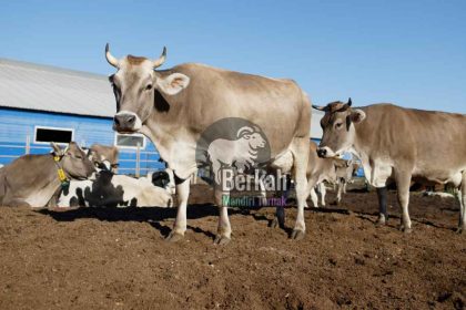 Jual sapi kurban Kalideres Jakarta Barat harga petani
