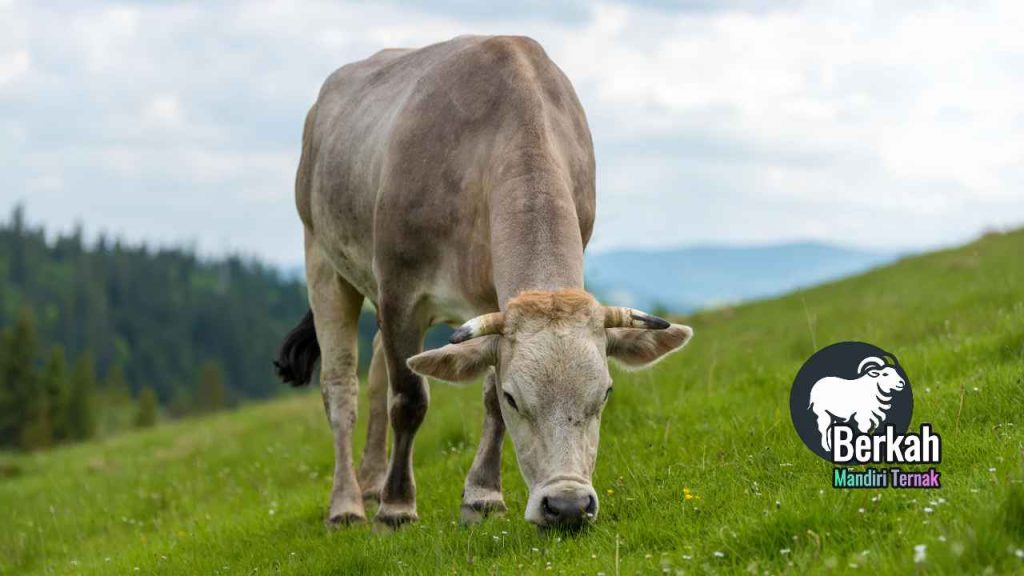 Jual sapi Cibinong Bogor harga murah kualitas super
