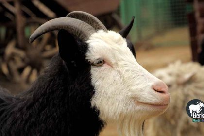 Jual kambing Jatiasih Bekasi siap potong hari ini gratis antar