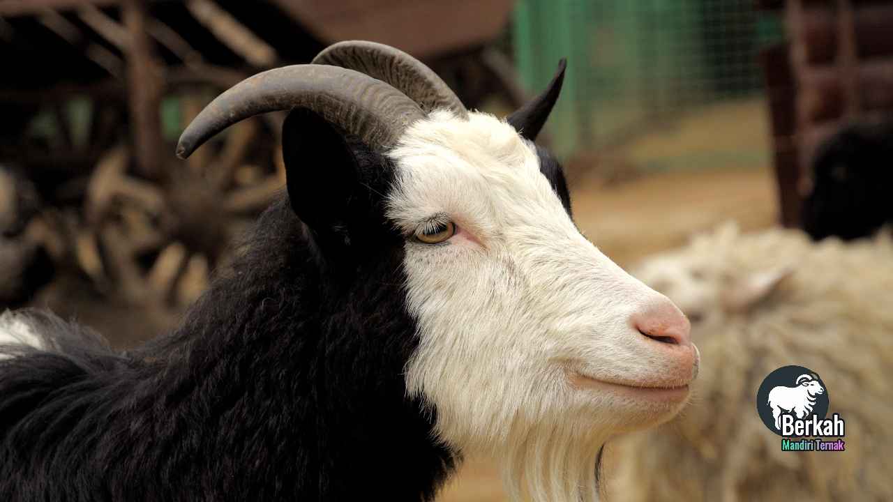 Jual kambing Jatiasih Bekasi siap potong hari ini gratis antar